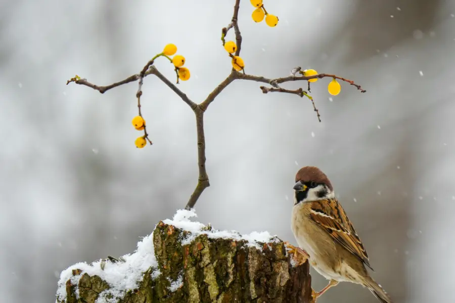 Artikel biodiversiteit in de winter