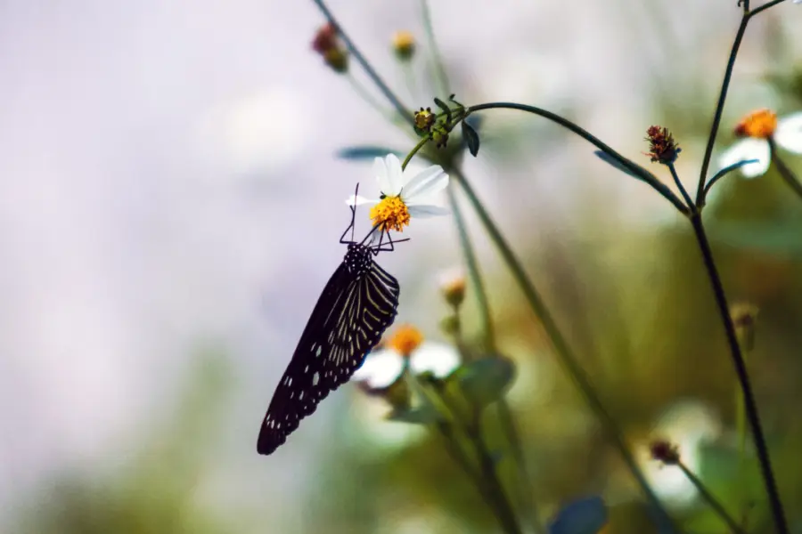 Dag van de biodiversiteit 2026